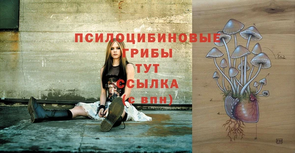 PSILOCYBIN Алзамай