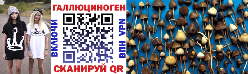 Галлюциногенные грибы Psilocybine cubensis  купить закладку  Родники 